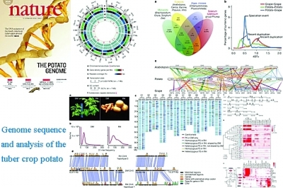 中國(guó)科學(xué)家主導(dǎo)的馬鈴薯基因組研究榮登《自然》雜志封面